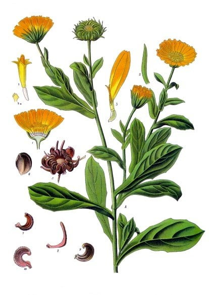 Calendulan officinalis.